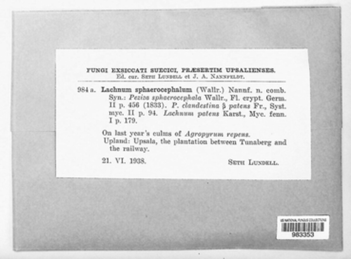 Brunnipila palearum image